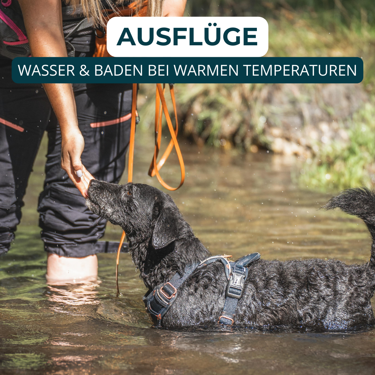 Hundeschule, Verhaltensberatung, Verhaltenstraining, Rückruf, Leinenführung