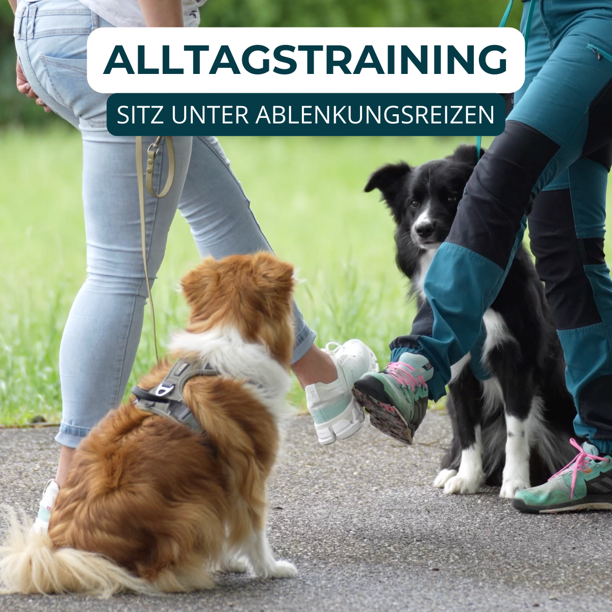 Hundeschule, Verhaltensberatung, Verhaltenstraining, Rückruf, Leinenführung