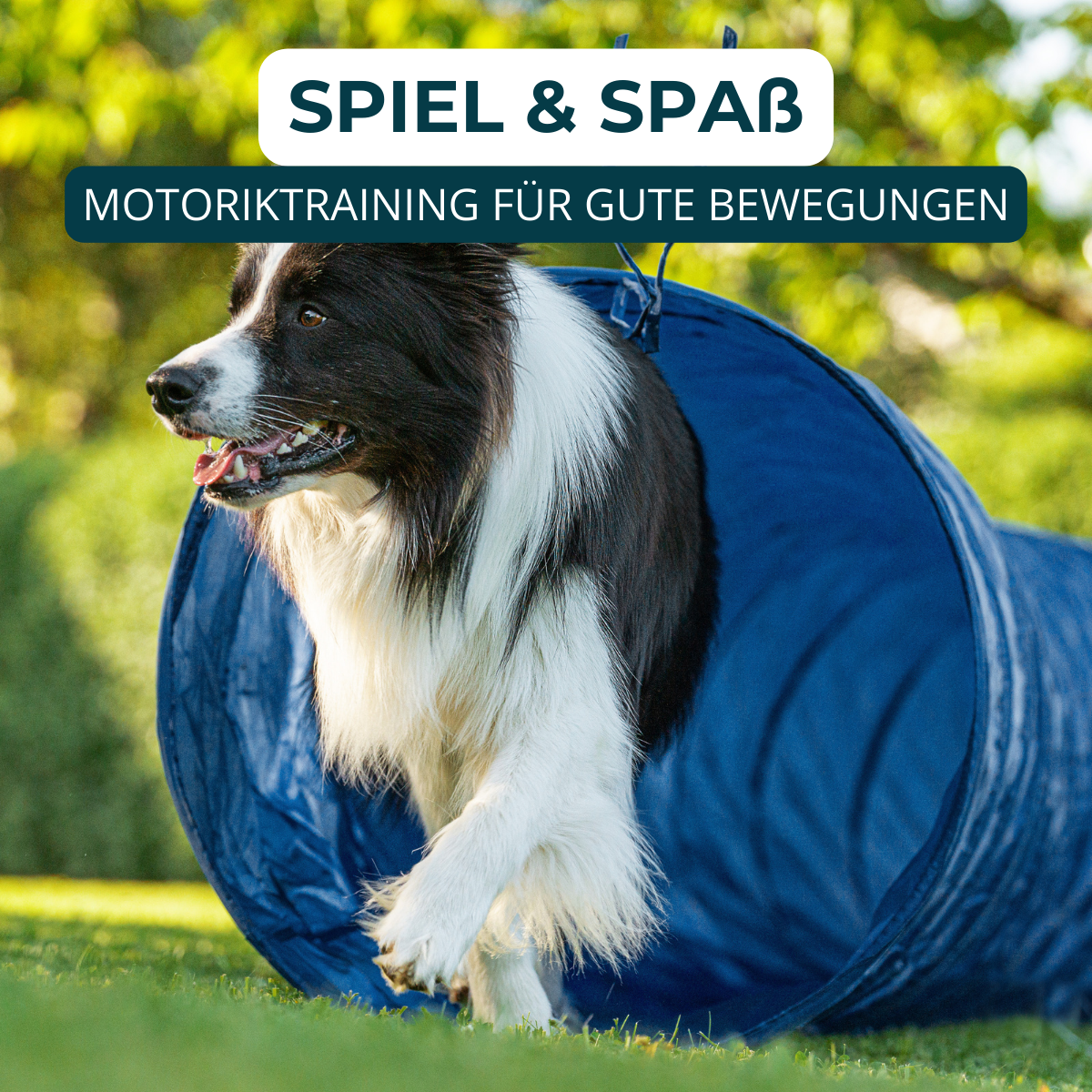 Hundeschule, Verhaltensberatung, Verhaltenstraining, Rückruf, Leinenführung
