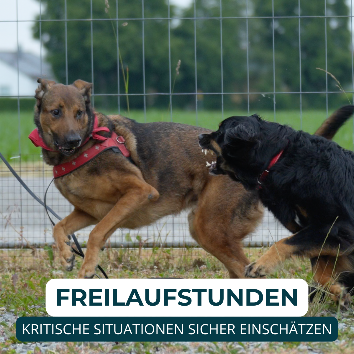 Hundeschule, Verhaltensberatung, Verhaltenstraining, Rückruf, Leinenführung
