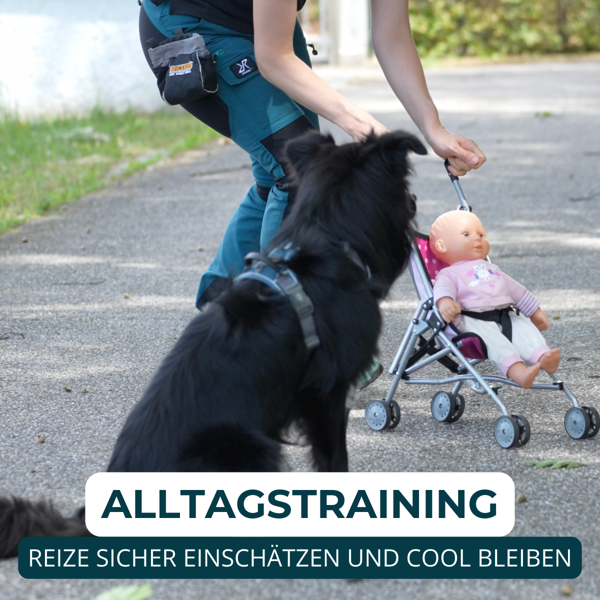 Hundeschule, Verhaltensberatung, Verhaltenstraining, Rückruf, Leinenführung