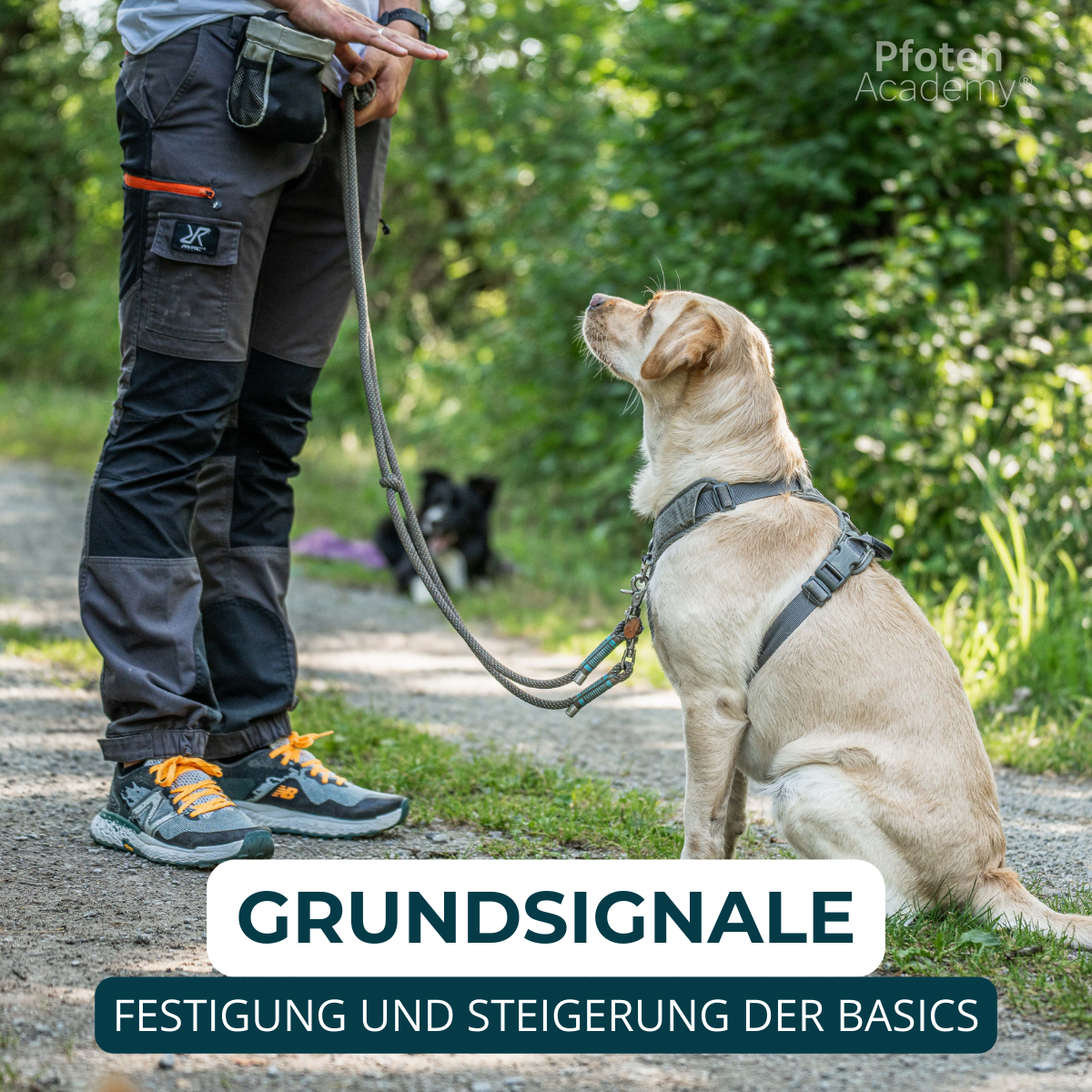 Hundeschule, Verhaltensberatung, Verhaltenstraining, Rückruf, Leinenführung