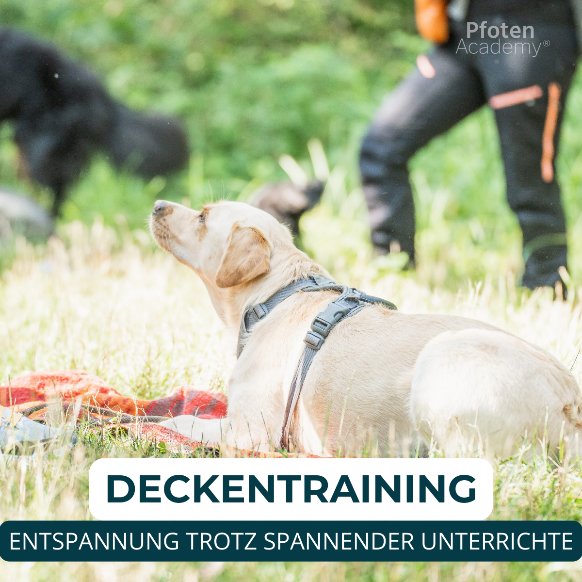 Hundeschule, Verhaltensberatung, Verhaltenstraining, Rückruf, Leinenführung