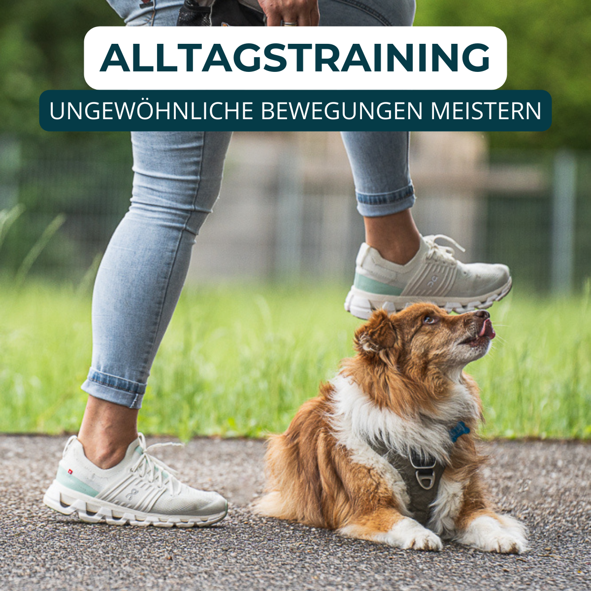 Hundeschule, Verhaltensberatung, Verhaltenstraining, Rückruf, Leinenführung